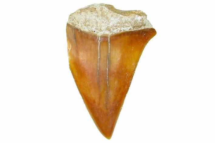 Fossil Mako Shark Tooth - Dakhla, Morocco #365231